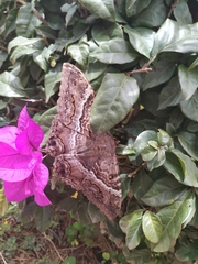 Ascalapha odorata