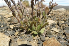Myosotis traversii