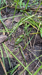 Anabrus simplex