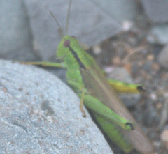 Ognevia longipennis