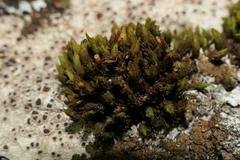 Lewinskya striata