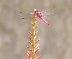 Orthemis discolor