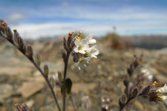 Myosotis traversii