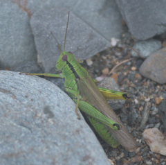 Ognevia longipennis