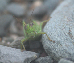 Ognevia longipennis