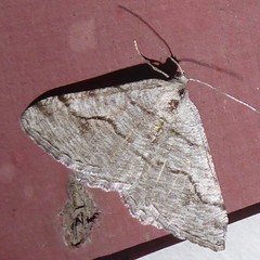 Digrammia pallorata