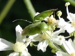 Lygocoris