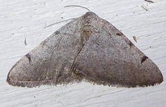 Digrammia triviata