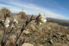 Myosotis traversii