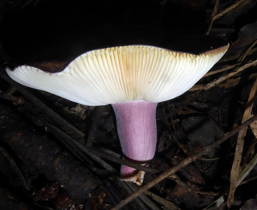 Russula aucklandica