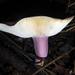 Russula aucklandica - Photo no rights reserved, uploaded by Peter de Lange