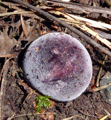 Russula aucklandica image
