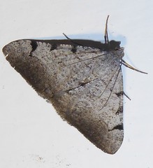 Digrammia triviata