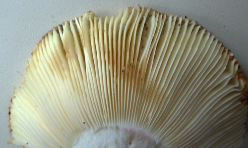 Russula aucklandica image