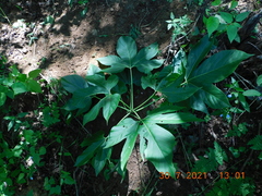 Gyrocarpus jatrophifolius