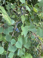 Vitis riparia