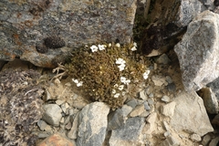 Veronica cheesemanii