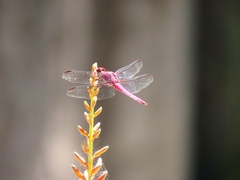 Orthemis discolor