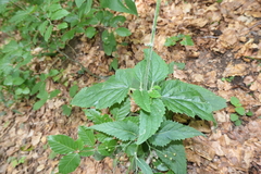 Scrophularia alpestris