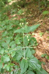 Scrophularia alpestris
