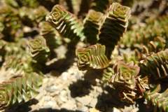 Veronica epacridea
