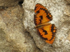 Byblia anvatara acheloia