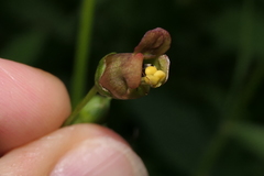 Scrophularia alpestris