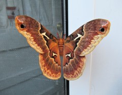 Callosamia angulifera