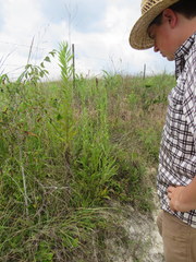 Solidago rigida glabrata