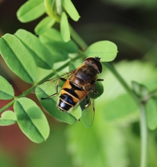 Eristalis similis