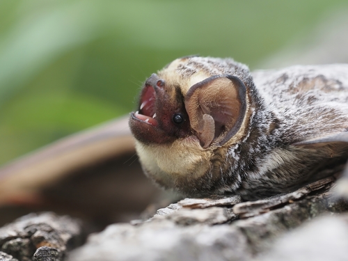 Northern Hoary Bat, Douglasdale, Calgary, AB T2Z, Canada, photo 10 of 10