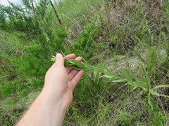 Solidago rigida glabrata