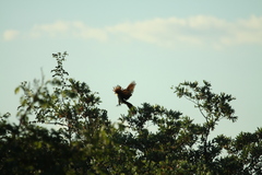 Centropus senegalensis