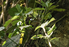 Sylvietta leucophrys