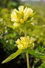 Gentiana burseri burseri