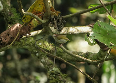 Sylvietta leucophrys