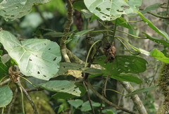 Chloropicus elliotii