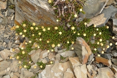 Leptinella pyrethrifolia