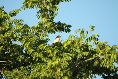 Centropus senegalensis