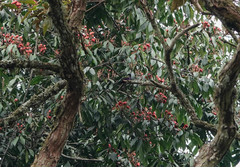 Nectarinia purpureiventris