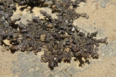 Xanthoparmelia malcolmii