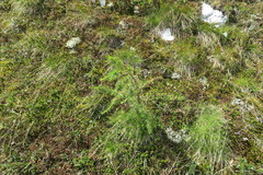 Larix sibirica