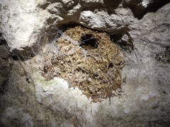 Troglodytes troglodytes