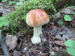 Leucocortinarius bulbiger