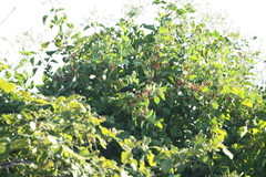 Cinnyris mariquensis