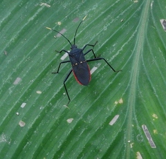 Leptoscelis flaviventris