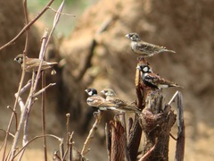 Eremopterix leucotis