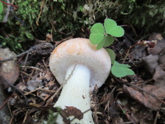 Leucocortinarius bulbiger