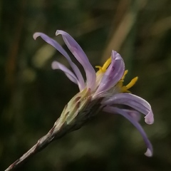 Galatella angustissima