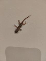 Tarentola mauritanica